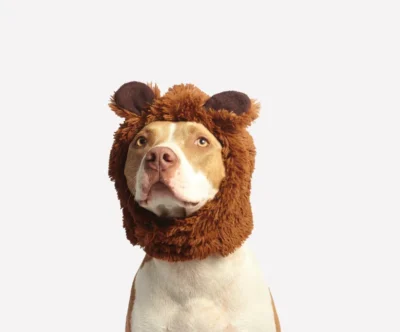 Gorro de león
