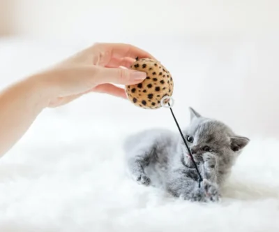 Juguete para gatos