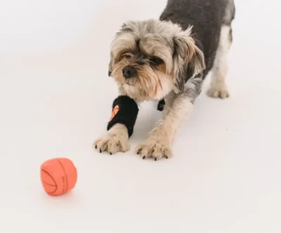 Pelota