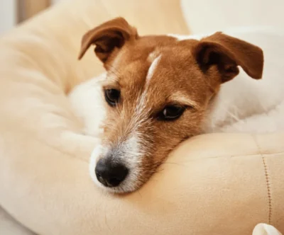 Almohadon para perro