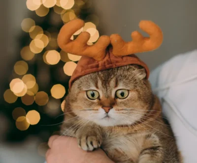Gorro reno para gatos