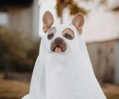 Traje de fantasma para perros