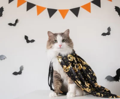 Capa para gatos
