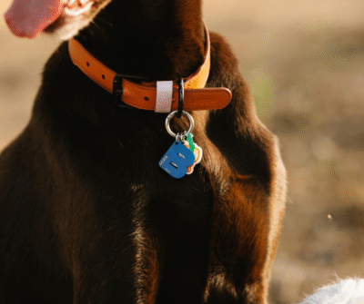 Collar simple