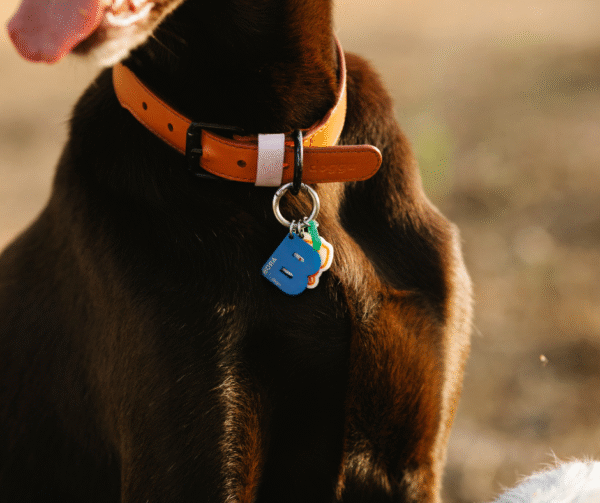 Collar simple