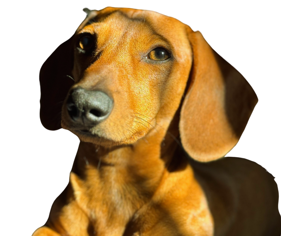 Miembro de nuestra tienda online de mascotas